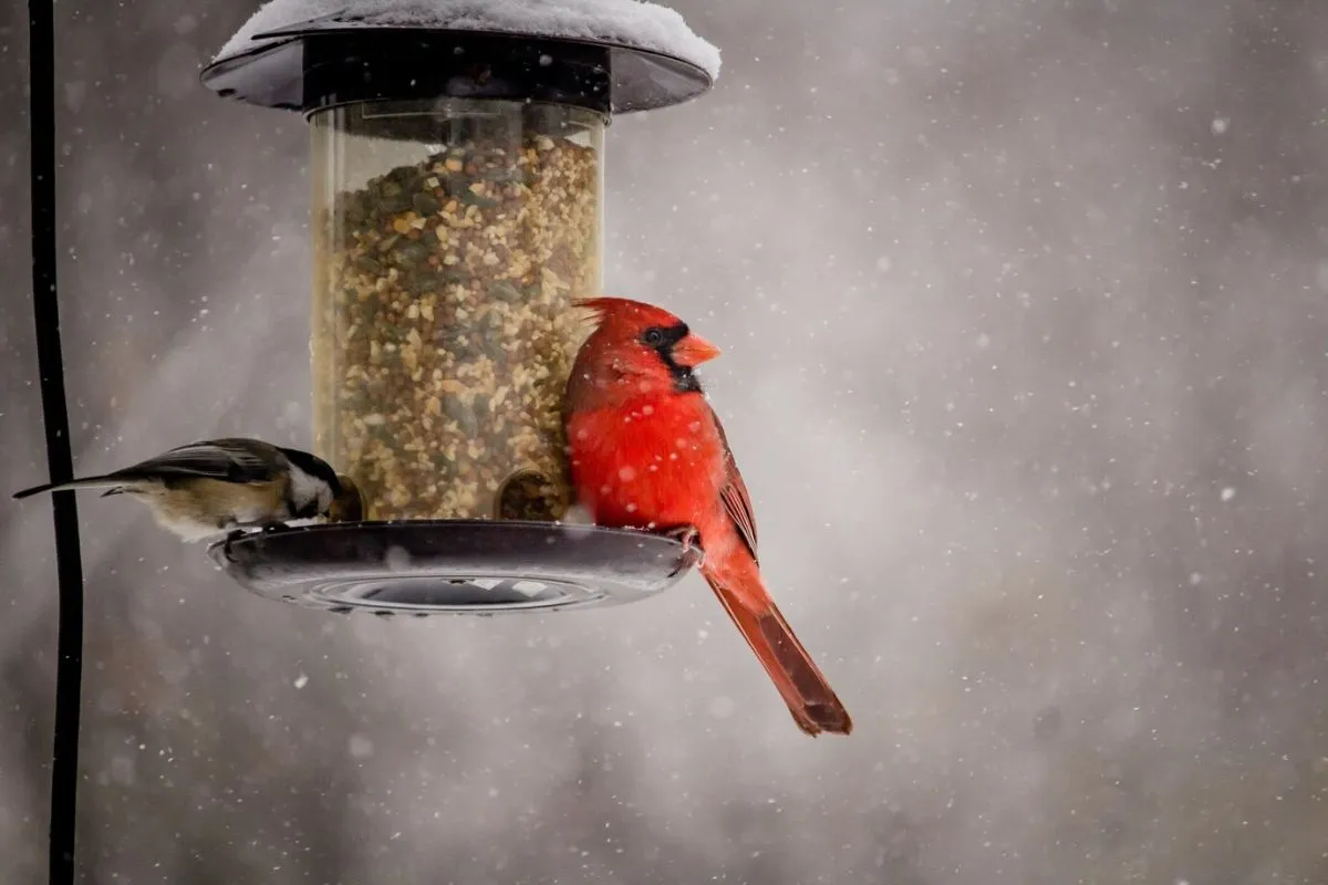 Automated Bird Bath Systems