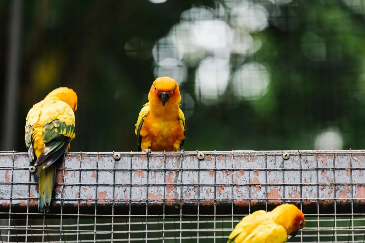 Automated feeding systems for exotic birds