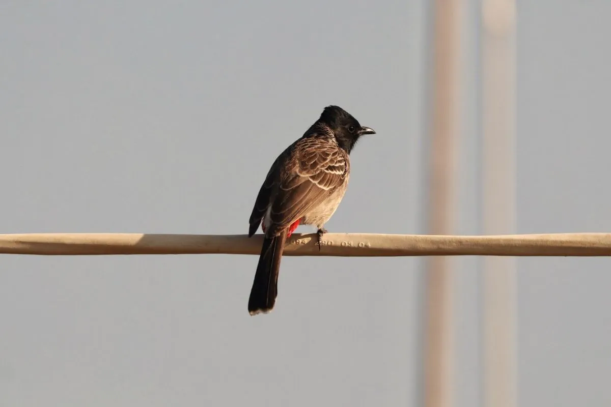 Birds in Classical Music