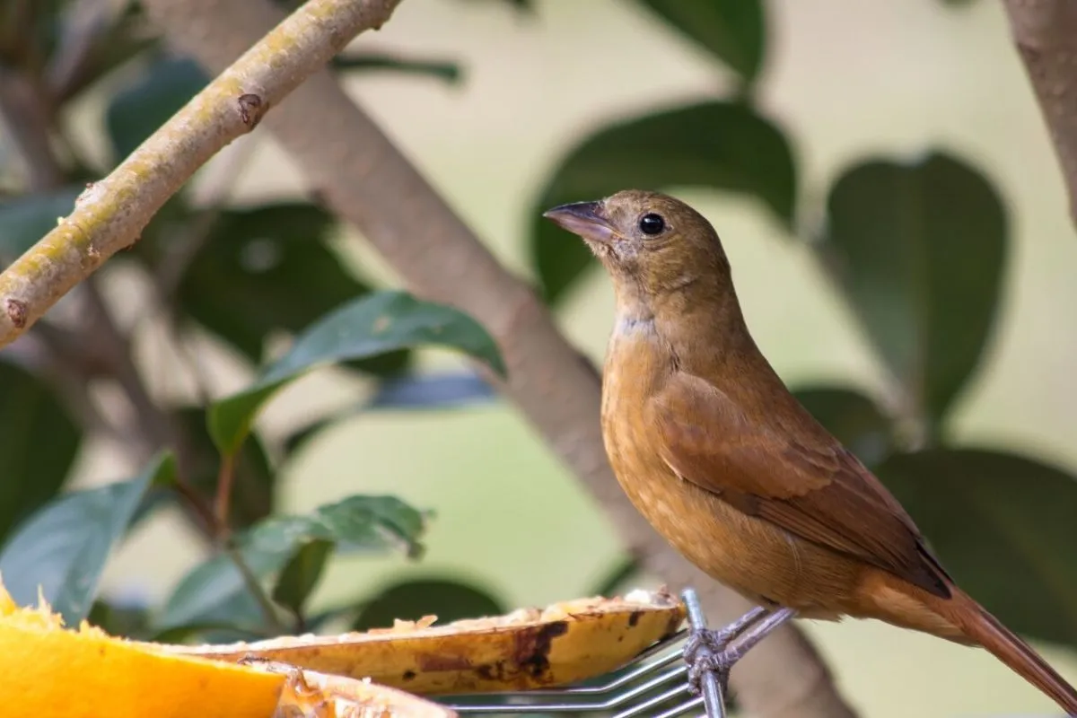 Birds in Literature and Poetry