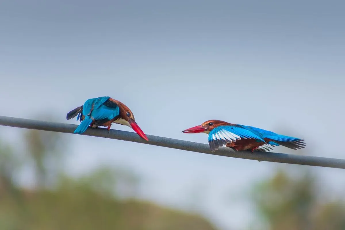 Cognitive development in birds