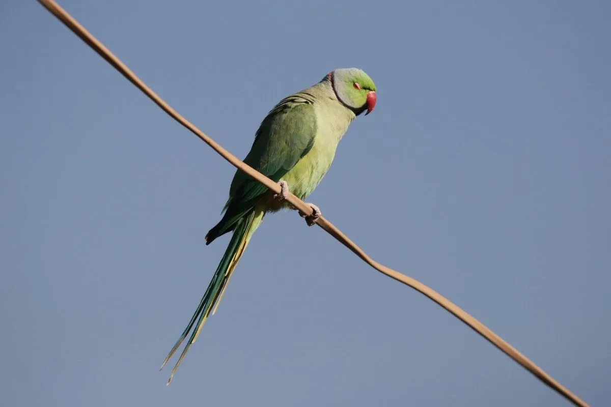 Cognitive Games for Parakeets