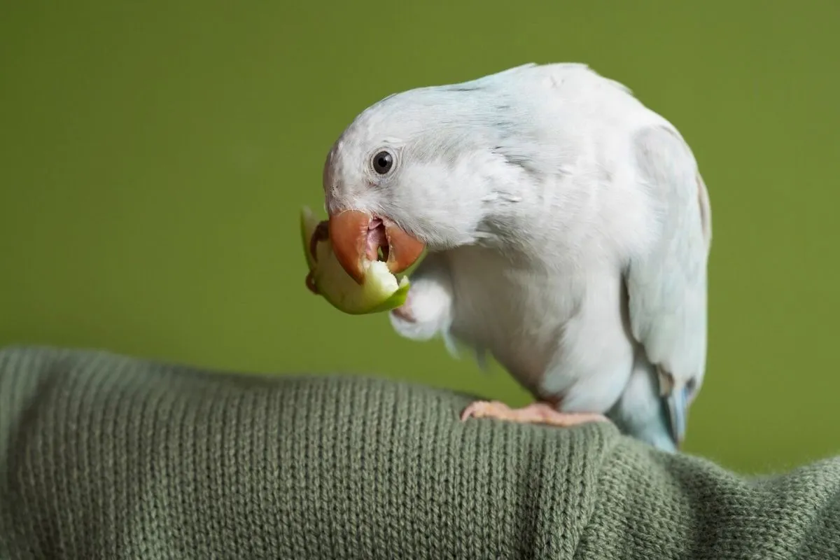 Cognitive Toys for Exotic Birds