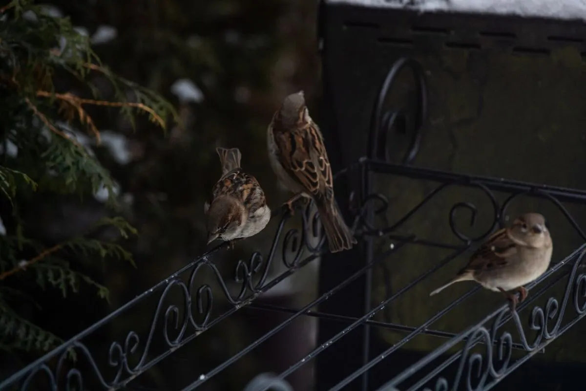 Integrating Light and Sound in Bird Enclosures