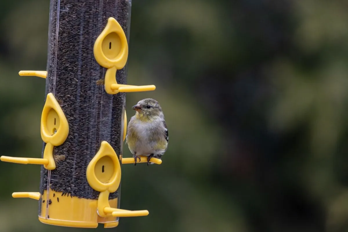 Interactive Communication Devices for Birds