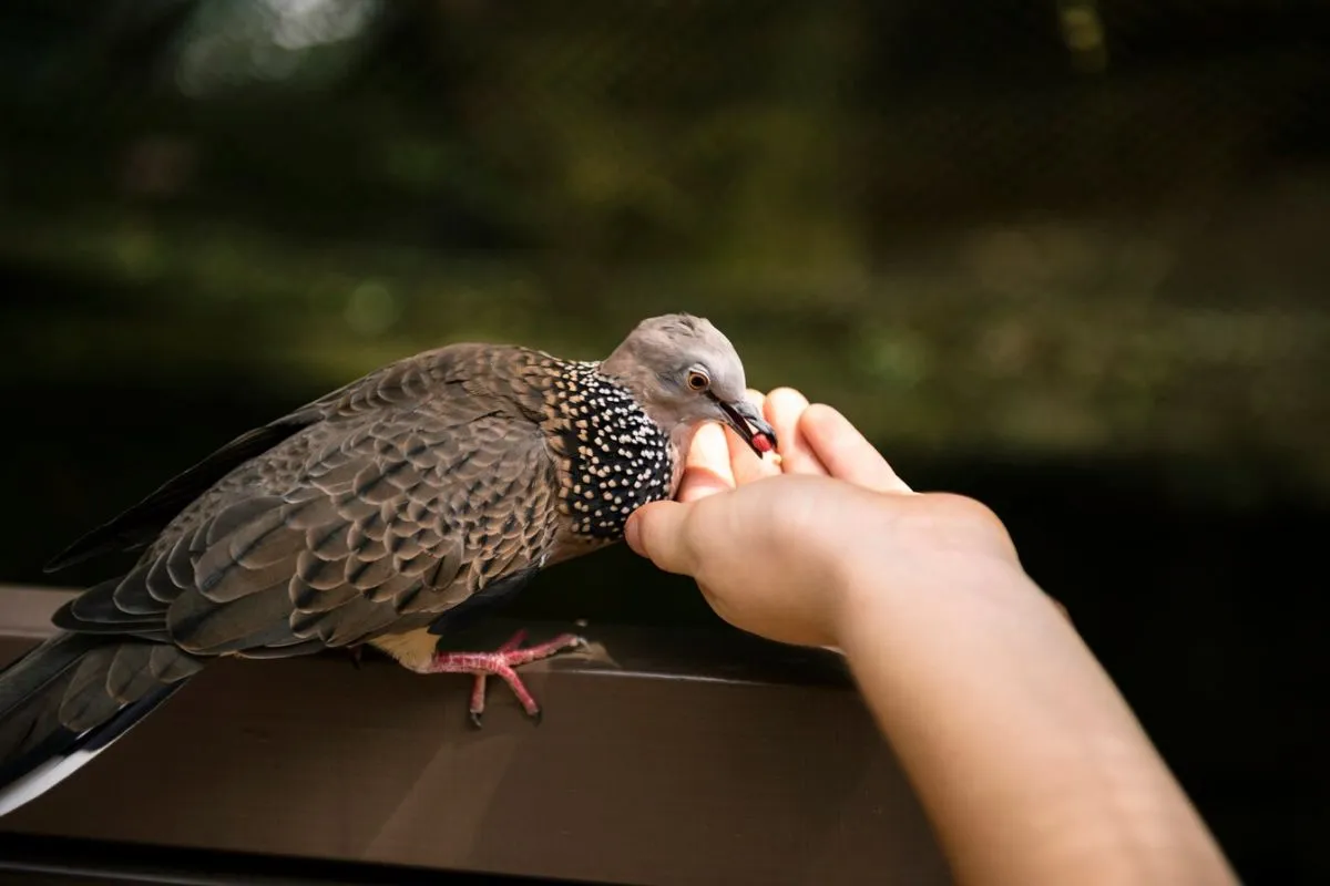 LED Light Therapy for Bird Health