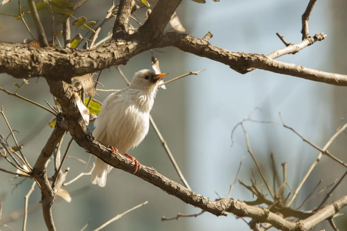 Multisensory Communication with Birds