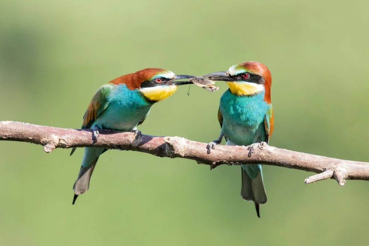 Puzzle Toys for Birds