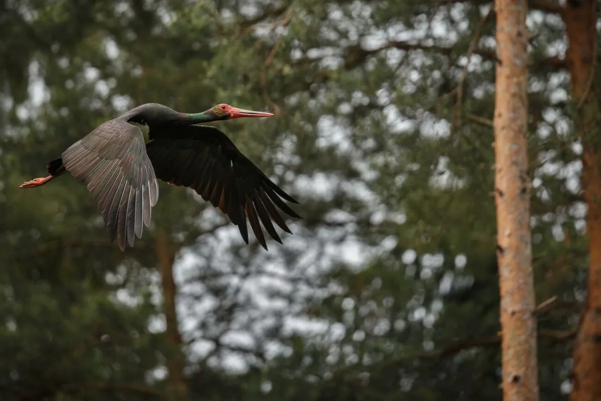 Soundscapes for Avian Enrichment