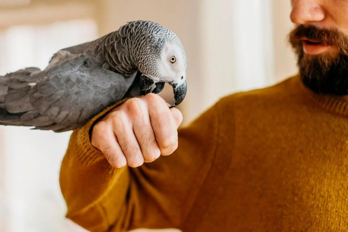 Wearable Health Monitors for Birds